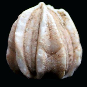 Deltablastus permicus_blastoid_Indonezja_86